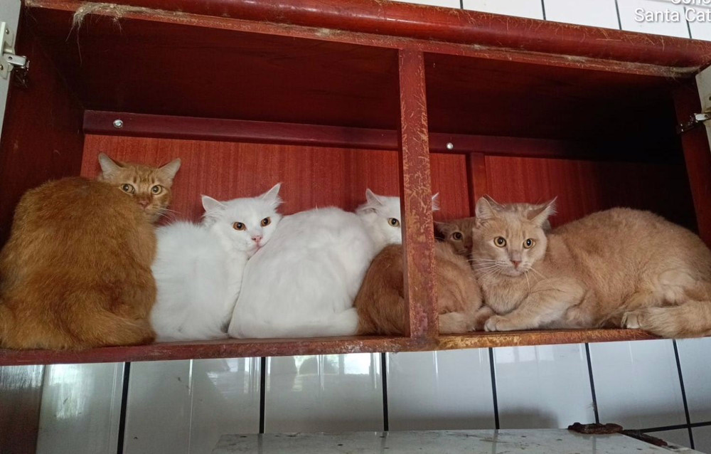 Gatos se aglomeravam até nas janelas do apartamento em Concórdia (SC)