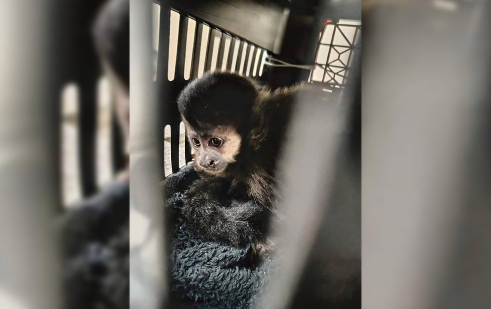 Policiais rodoviários resgataram um macaco-prego que era transportado ilegalmente na Rodovia Raposo Tavares (SP-270), em Palmital (SP)