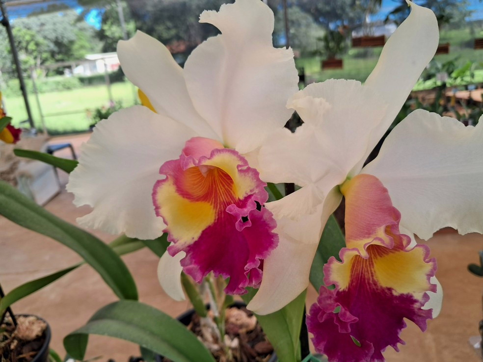 Mogi das Cruzes recebe festival de orquídeas