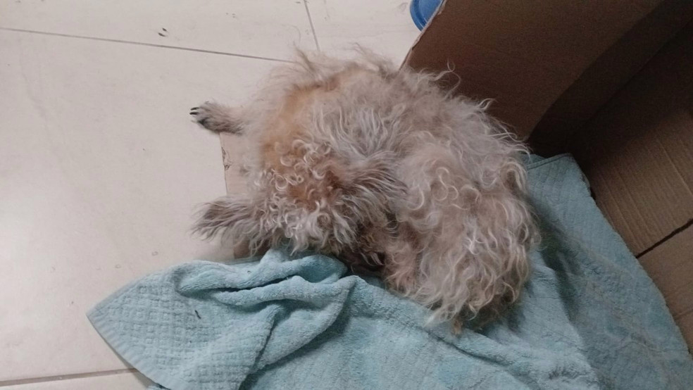 Cachorro é achado perambulando em via pública dias depois de ser resgatado em Jundiaí (SP)
