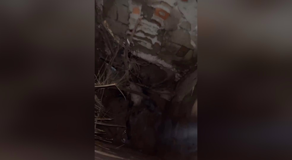 Cachorro ajudou no resgate de outro que estava preso em um bueiro na noite deste sábado (4), no bairro Cidade Nova 1, em Jundiaí (SP); durante o passeio, o animal chamou a atenção do tutor e indicou o local onde o cão estava
