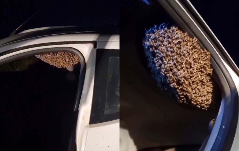 Enxame de abelhas ocupa interior de carro em Botucatu e aciona equipe da Vigilância Ambiental