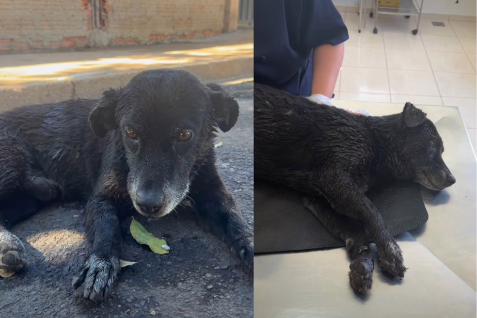 Polícia Ambiental resgata cão com suspeita de envenenamento em Prudente