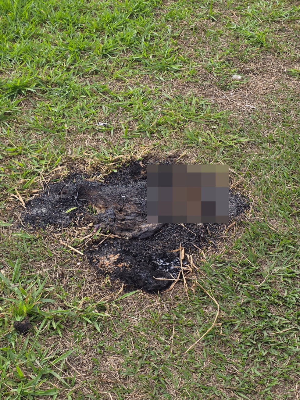 Capivara é encontrada morta e carbonizada na margem de um rio em Juiz de Fora