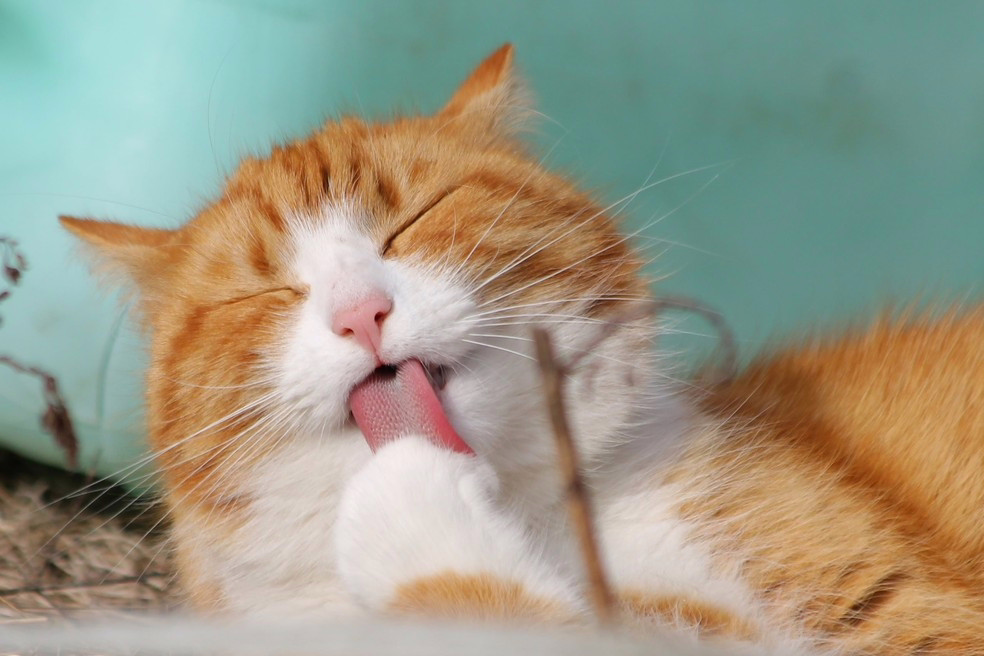 Lambedura excessiva em gatos é um dos sinais de alerta