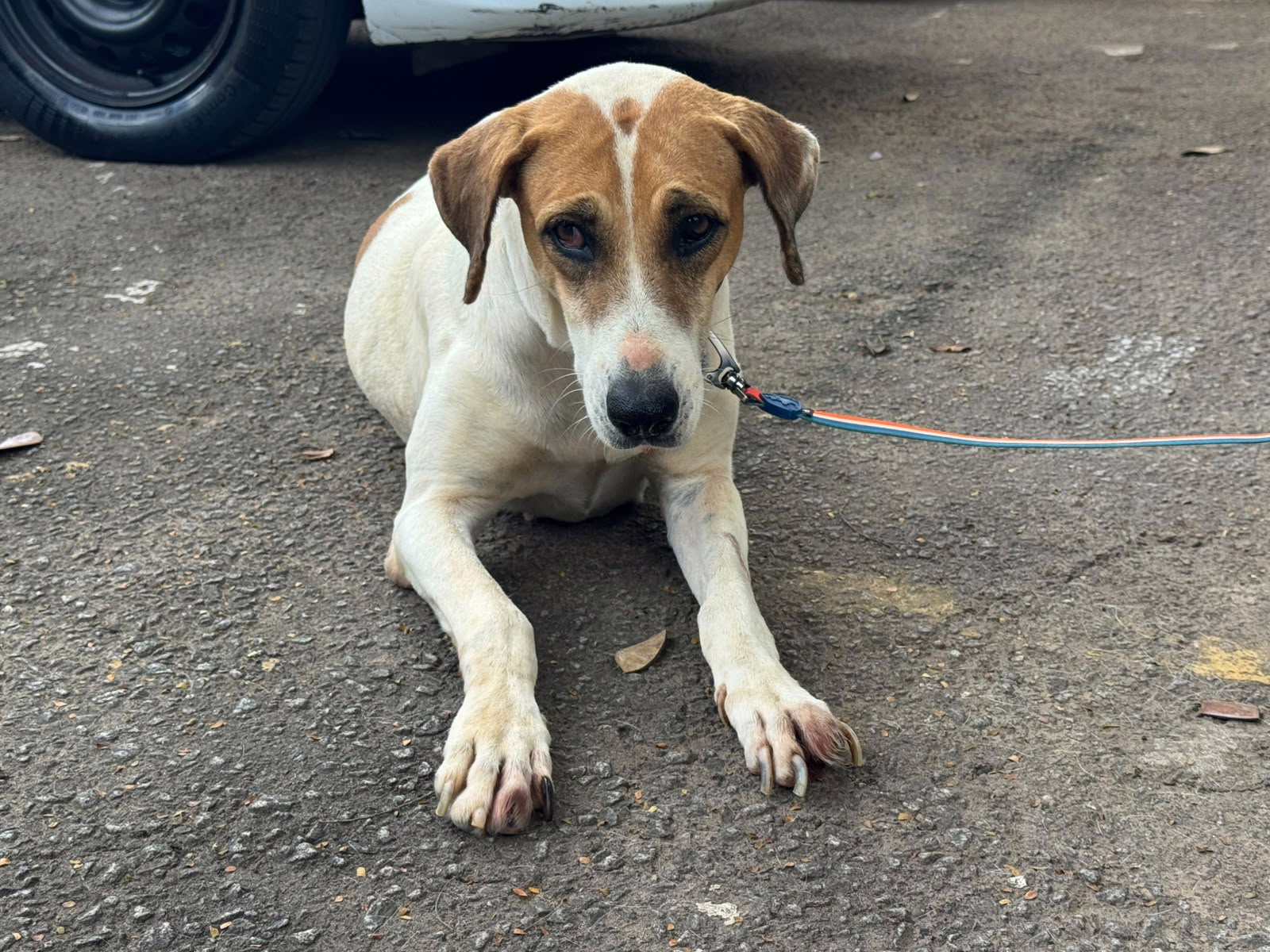 Durante a campanha, podem ser vacinados cães e gatos com idade a partir de três meses, sem restrições específicas.
