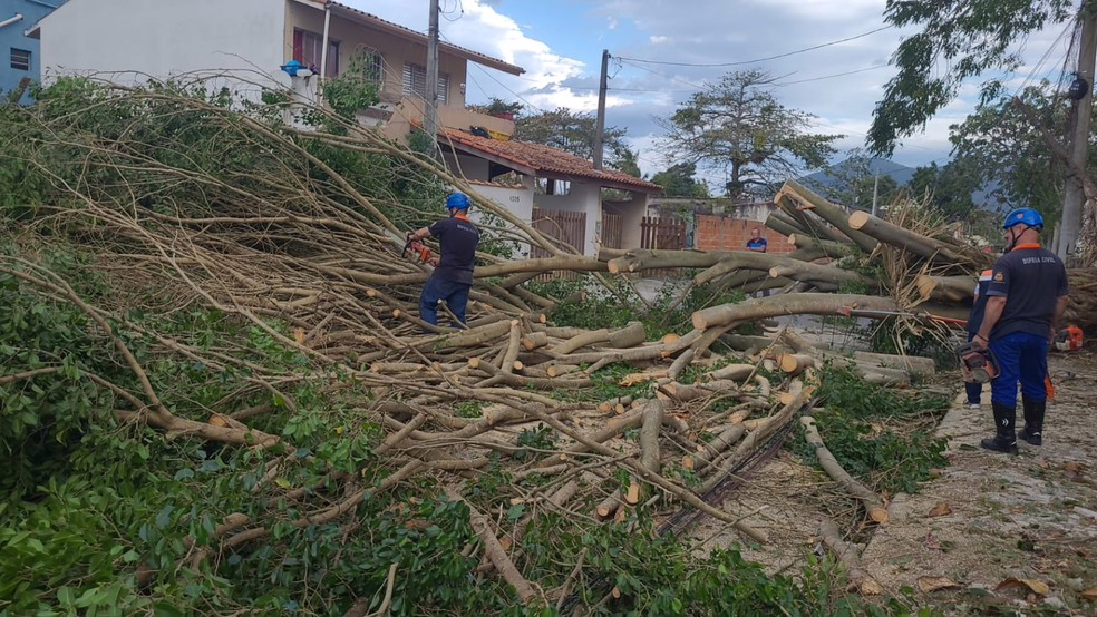 Ventos fortes derrubaram árvores em Caraguatatuba na tarde desta quarta-feira (29)