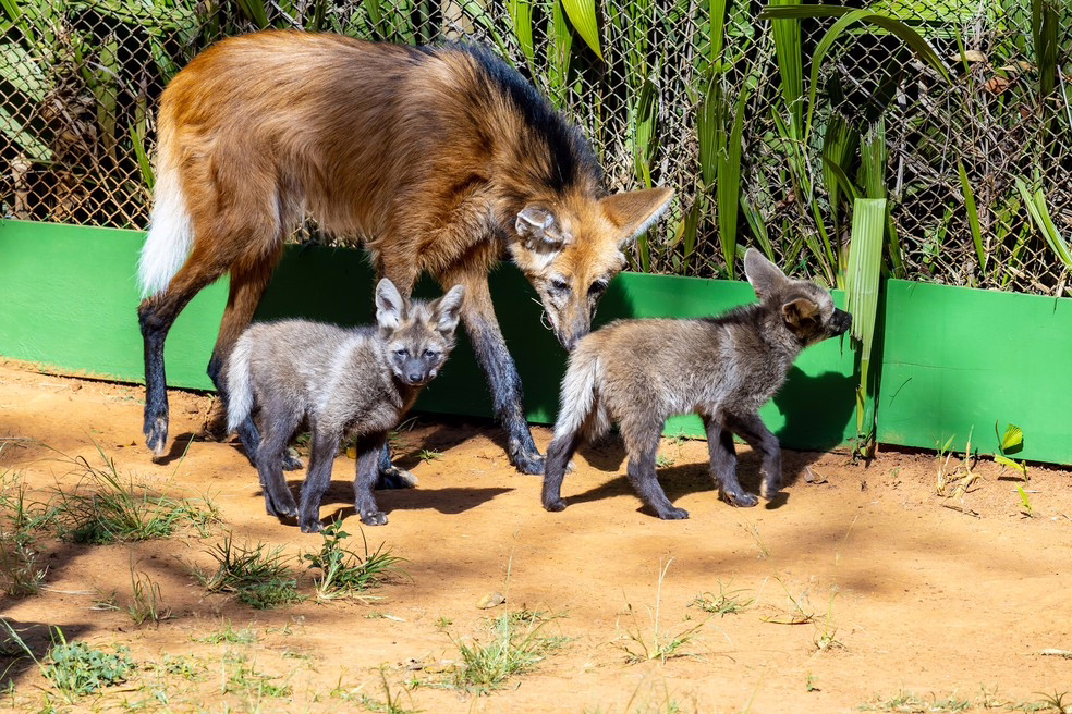 Novos filhotes de lobo do Zoológico