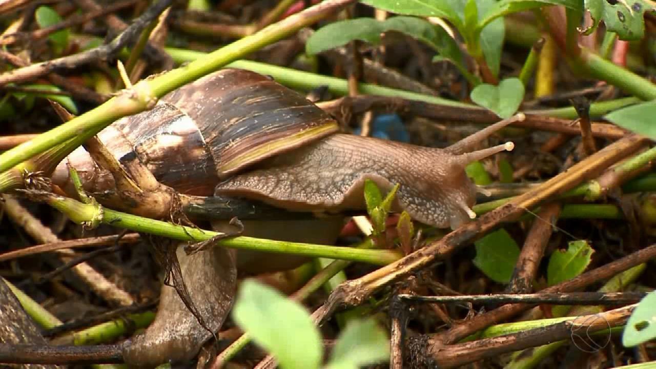 22 03 2019 SAÚDE Além de ser uma praga agrícola, o caramujo é capaz de transmitir ao ser humano.