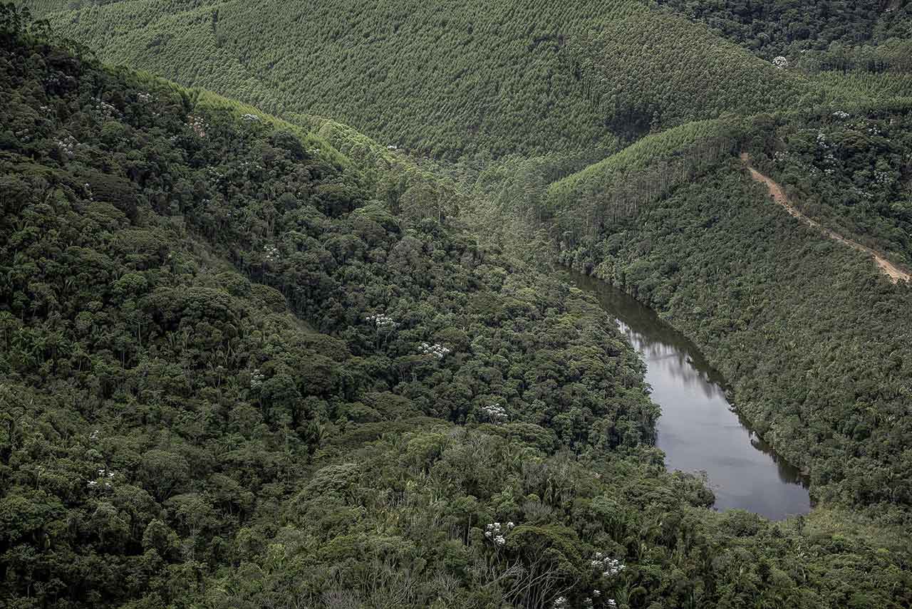 Floresta cocais-cenibra