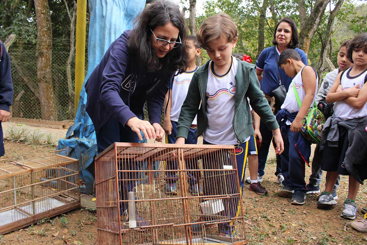 Soltura-de-aves