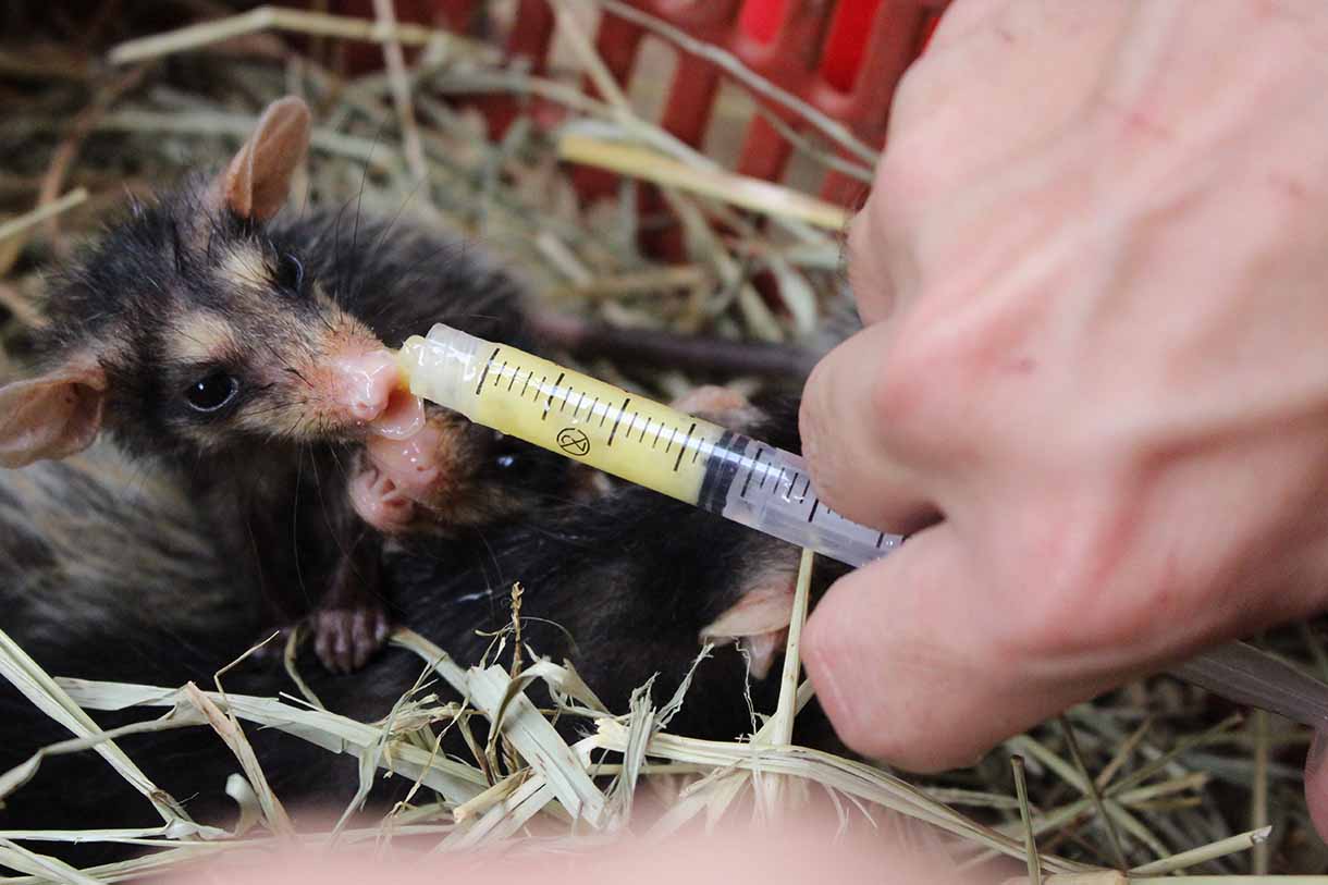 Filhotes de gambás, recebidos pelo Programa Fauna Sem Lar, sendo alimentados com uma seringa. (Foto: divulgação/Marcele Pena)