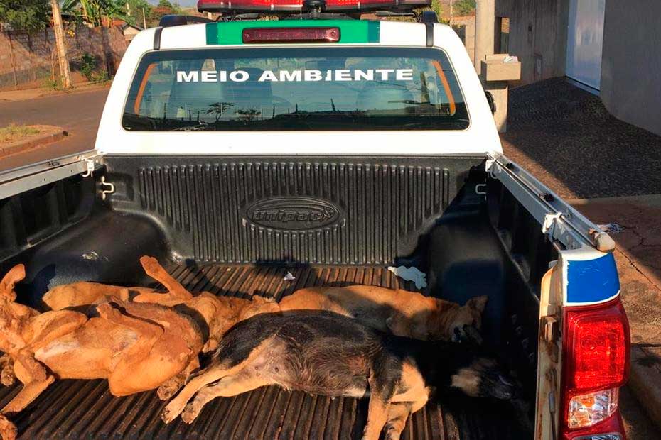Quatro cachorros de rua foram encontrados sem vida em Ituiutaba, no Triângulo Foto: PM/divulgação