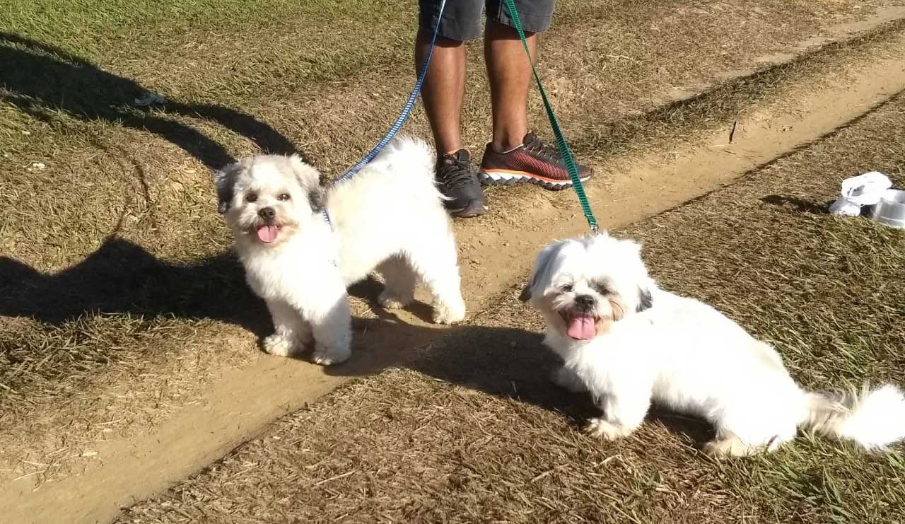 dogs