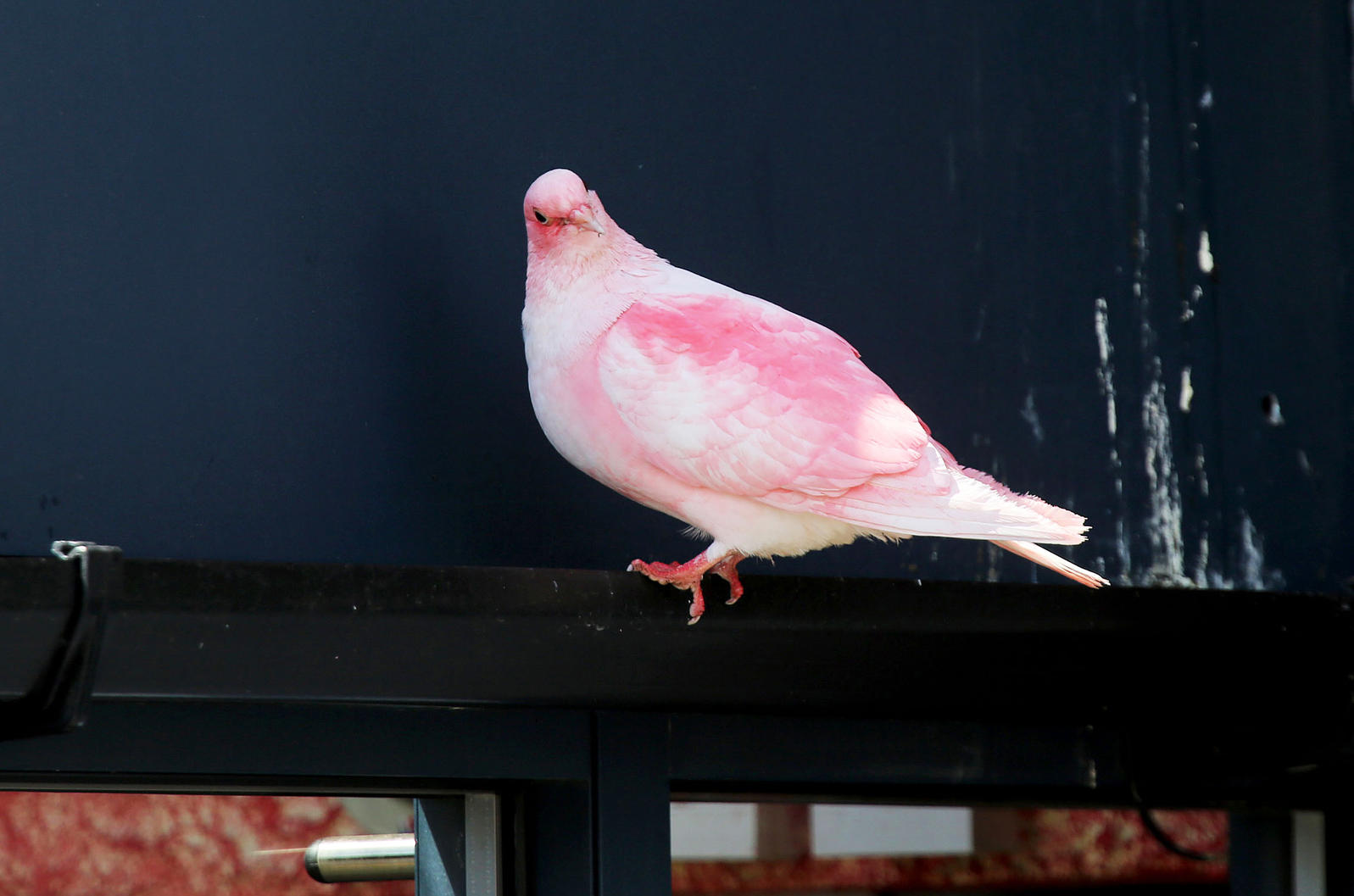 sfw bn pinkpigeonspotted 04