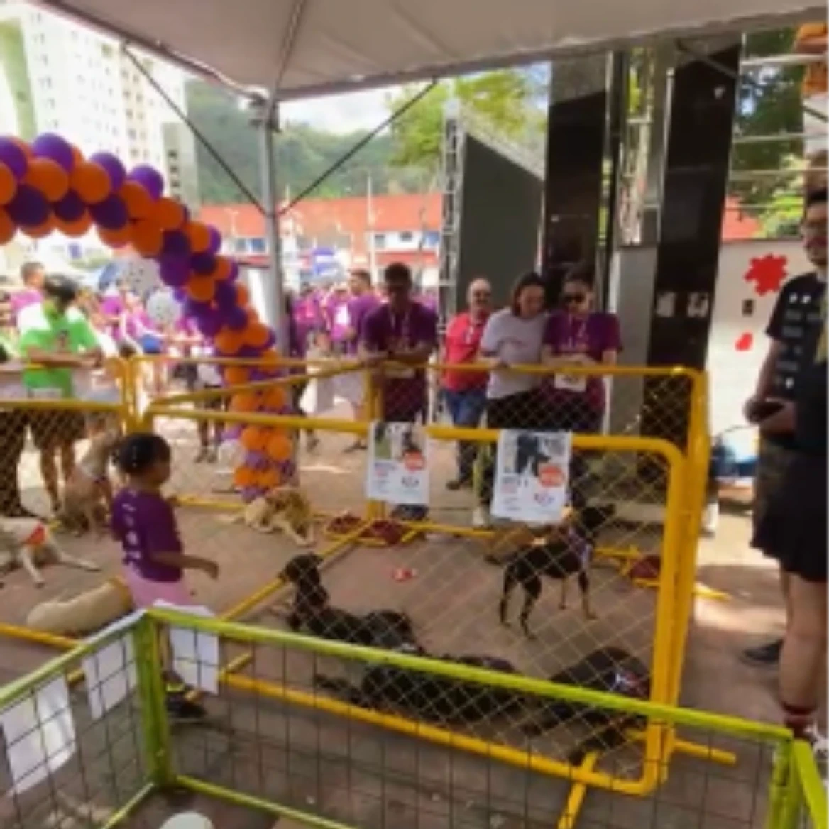 Evento em Timóteo oferece cães e gatos para adoção responsável neste sábado