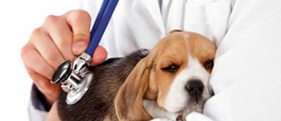 cachorro-medo-veterinario.jpg