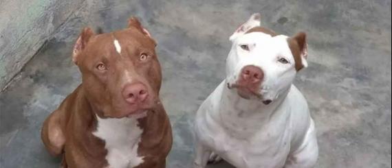 pitbull.jpg