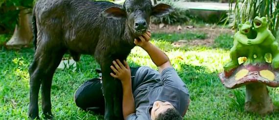 adoção-animais.jpg