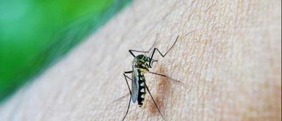 dengue.jpg