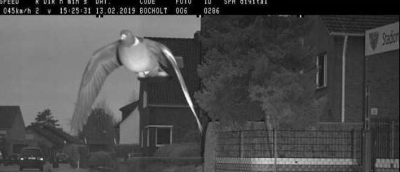 pombo.jpg