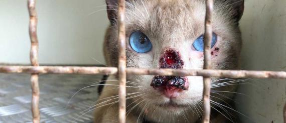 Felino-com-Esporotricose.jpg