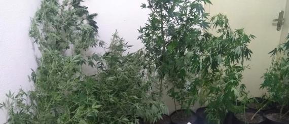 Maconha-timóteo.jpg