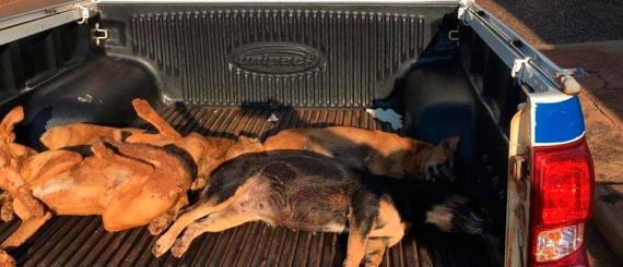 cachorros.jpg
