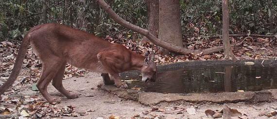 Fazenda_Macedonia_1.jpg
