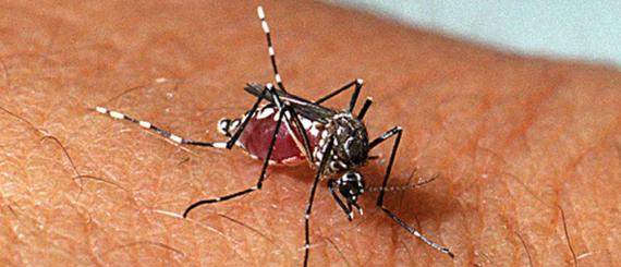 dengue.jpg