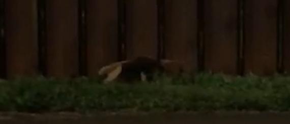 tamandua.jpg