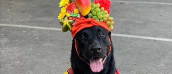 dog-1.jpg