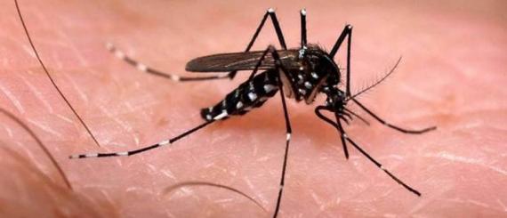dengue_6.jpg