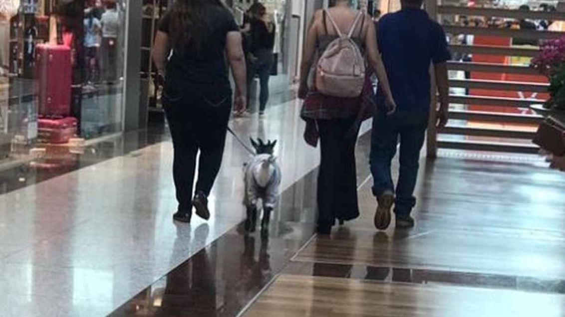 cabra-shopping.jpg
