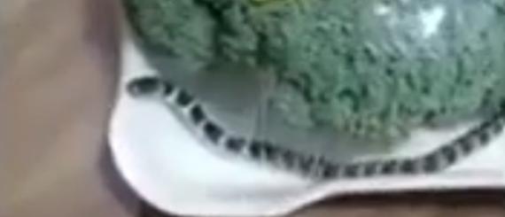 cobra.jpg