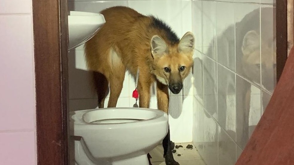lobo-guara.jpg