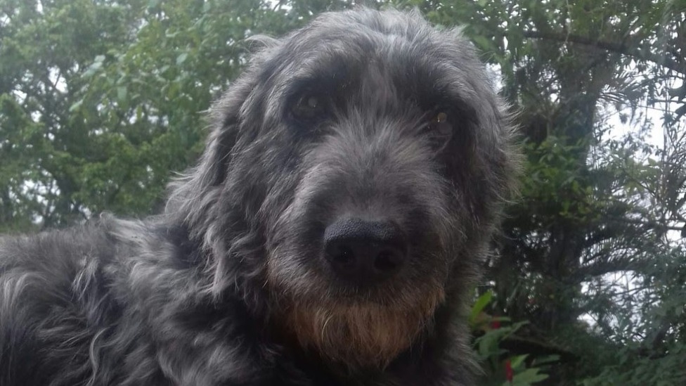 Cãozinho picado por cobra