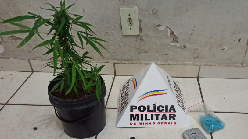 Foto de pé de maconha apreendido pela Polícia Militar