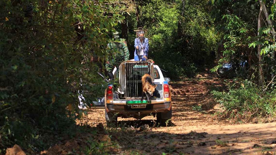 Devolução de animais à natureza