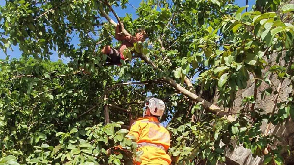 Criança presa em árvore de BH