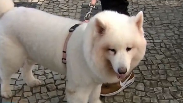 Cadela foi adotada