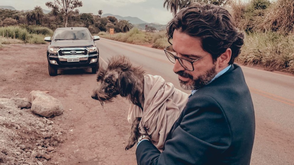 cães