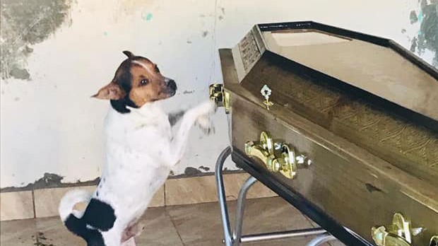 Cachorro chora no velório da dona