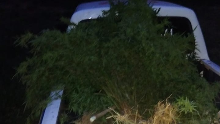 pés de maconha