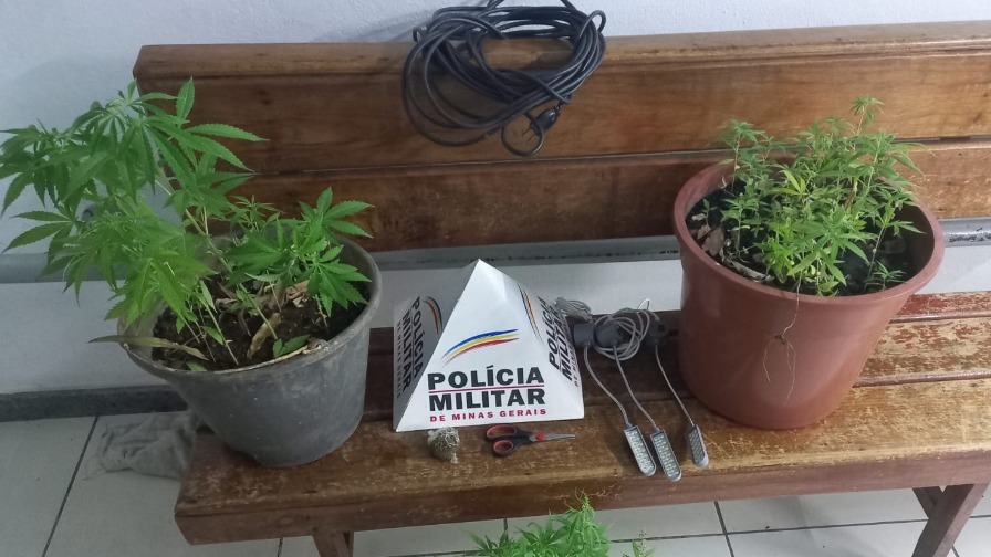Pés de maconha encontrados em Ipatinga