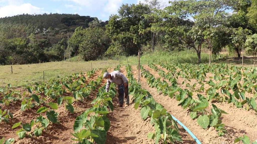 Agricultura