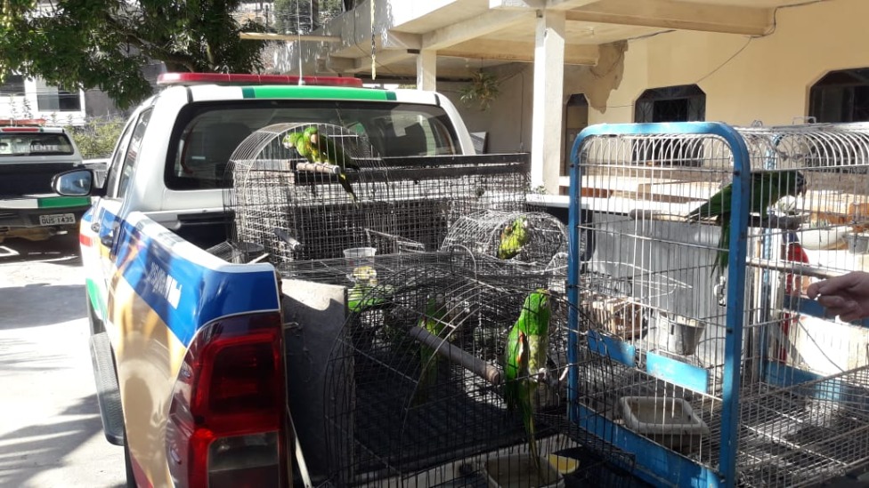 animais apreendidos