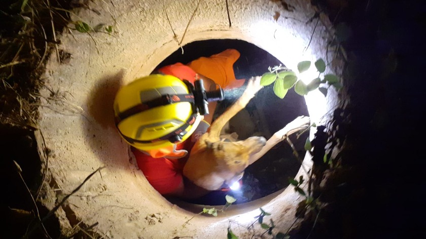Cachorro socorrido pelos bombeiros