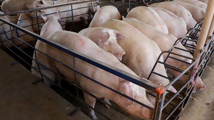 Abate de bovinos cai no 2° trimestre, enquanto de frangos e suínos cresce