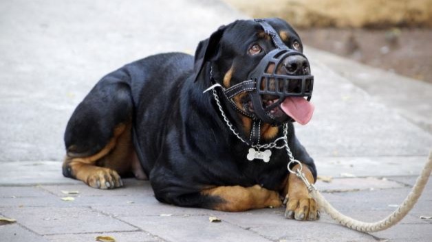 Menina morre após ser atacada por rottweiler da família no Rio de Janeiro